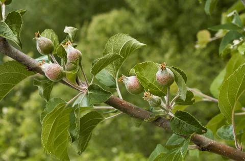 Fluffy apples Stock Photos