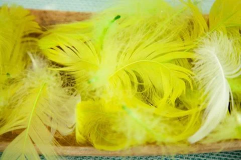 Fluffy background Yellow feathers Stock Photos