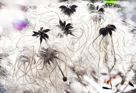 Fluffy backlit Stock Photos