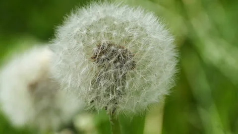 Fluffy ball dandelion Stock Footage 155522850
