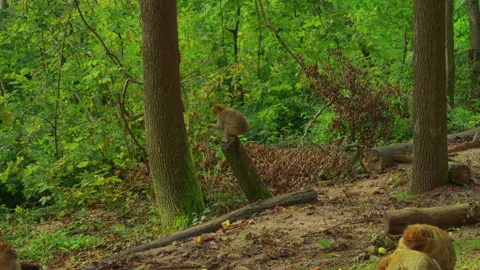 A fluffy Barbary macaque perches on a tree stump, then jumps and climbs a tall Stockbeeldmateriaal 310755761