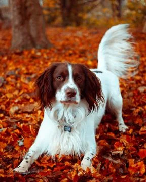 Fluffy Bearded Cocker Spaniel Dog Springer Stock Photos