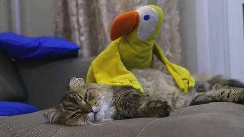 Fluffy beautiful cat is lying on the sofa with a yellow toy. slowmotion Stock Footage 80995655