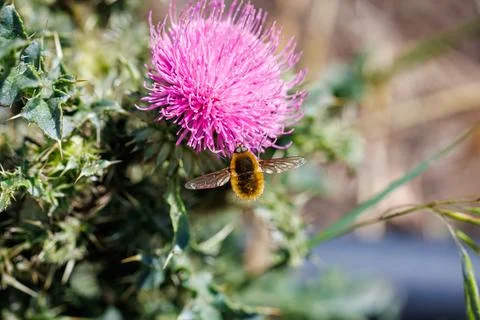 Fluffy bee fly hovering near vibrant pink thistle flower, macro photography and  Stock Photos