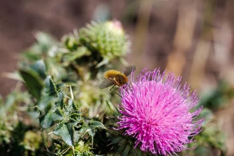 Fluffy bee fly hovering near vibrant pink thistle flower, macro photography and  Stock Photos