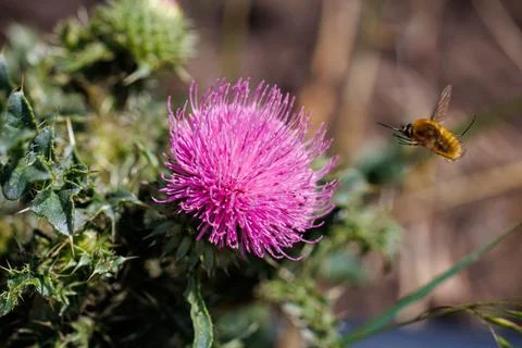 Fluffy bee fly hovering near vibrant pink thistle flower, macro photography and  Stock Photos