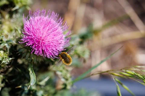Fluffy bee fly hovering near vibrant pink thistle flower, macro photography and  Stock Photos