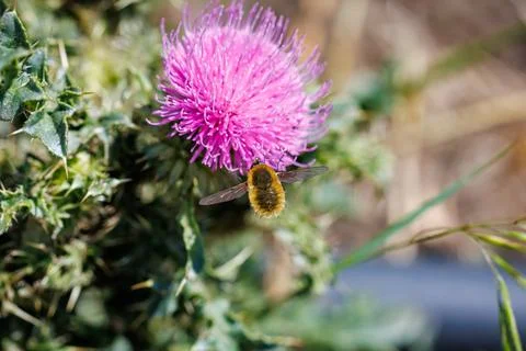 Fluffy bee fly hovering near vibrant pink thistle flower, macro photography and  Stock Photos