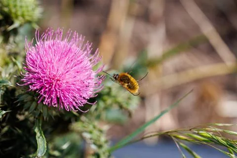 Fluffy bee fly hovering near vibrant pink thistle flower, macro photography and  Stock Photos