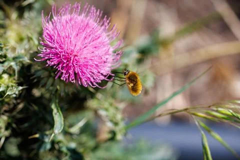 Fluffy bee fly hovering near vibrant pink thistle flower, macro photography and  Stock Photos