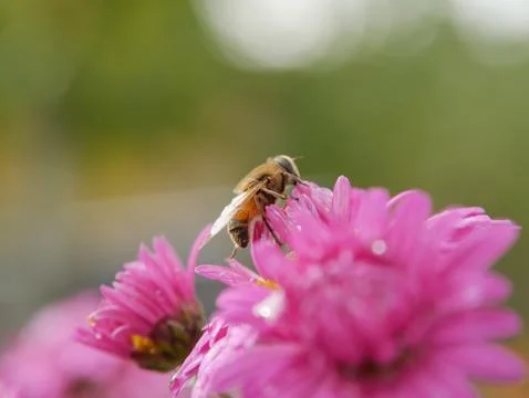Fluffy bee like fly on pink aster flower. Closeup Stock Photos