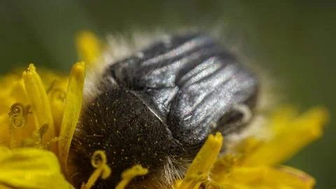 Fluffy beetle eats dandelion collecting pollen, spring Stock Photos