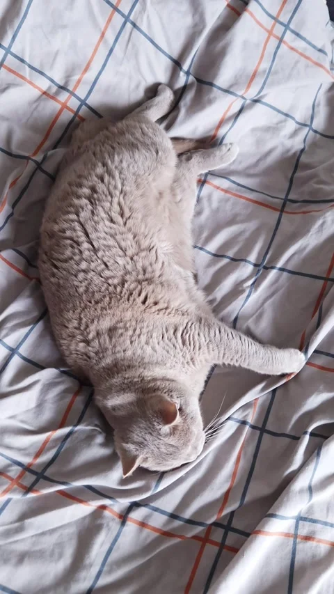 Fluffy Beige Cat Lying on Back Looking Up from Checkered Bed Sheets Stock Footage 339076261