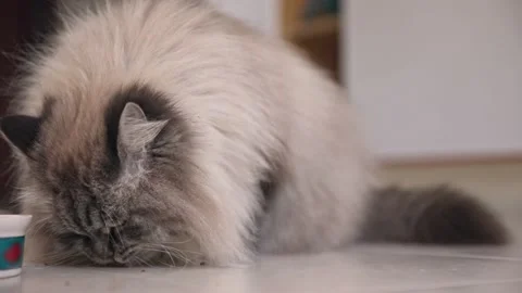 Fluffy big cat eats food from the tile floor Stock Footage 237108180