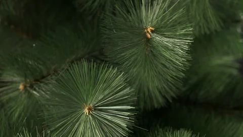 Fluffy big-leafed branches of artificial Christmas tree are shot in close-up Stock Footage 116813548