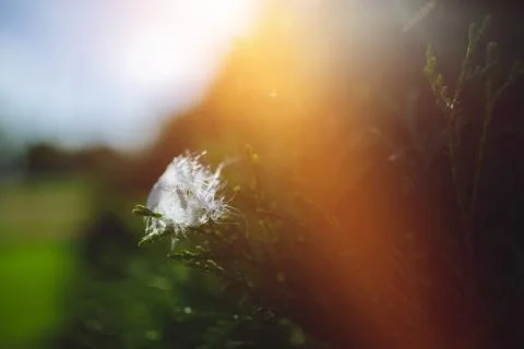 Fluffy bird feather hanging in a tree Stock Photos