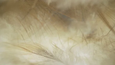 Fluffy bird feather, a symbol of softness and tenderness Video stock 147393339