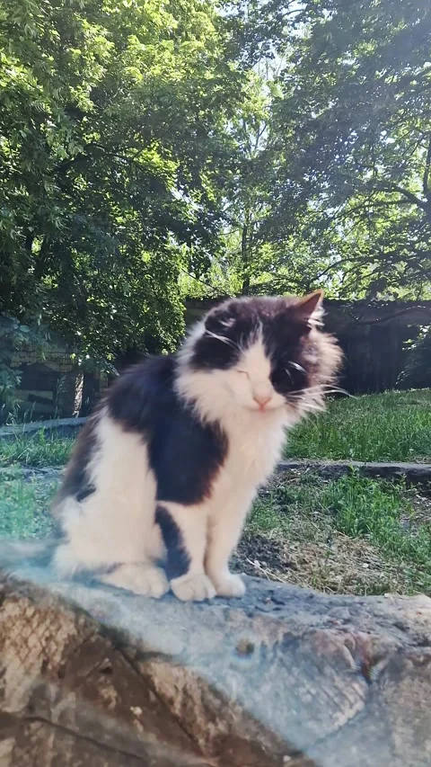 Fluffy Black and White Cat Sitting on Stone Wall in Green Garden Stockbeeldmateriaal 339076340