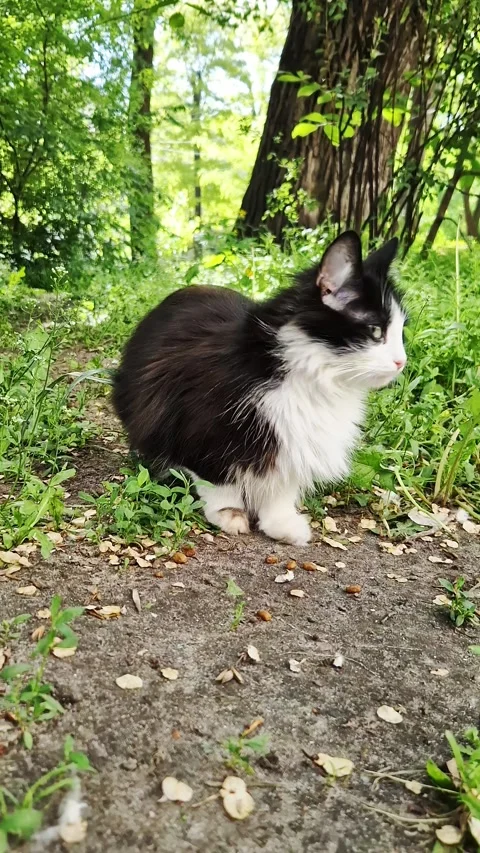 Fluffy Black and White Cat Sitting on Dirt Path in Lush Green Forest Stock-Footage 339076421