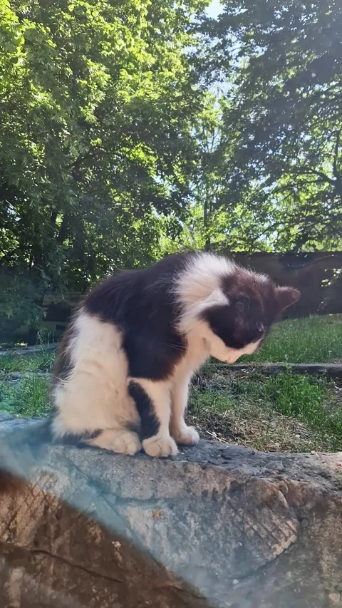 Fluffy Black and White Cat Sitting on Stone Ledge in Sunny Green Garden Stock Footage 339078454