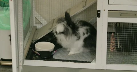 Fluffy black and white lionhead rabbit inside an indoor hutch 库存影片 339247649