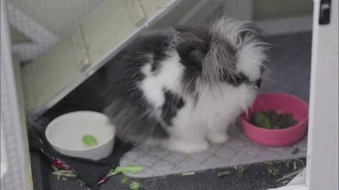 Fluffy black and white rabbit eats pellets inside a hutch Video stock 342512027