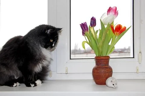 Fluffy black cat and tiny white hamster on windowsill with tulips Stock Photos