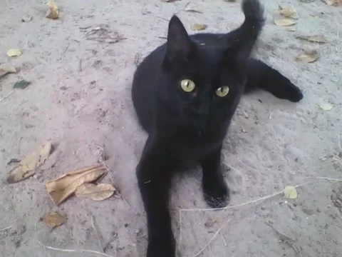 Fluffy black cat, come talk to me, he's gentle Stock Footage 161756438