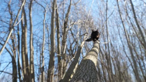 Fluffy black cat descends from a tree Stock Footage 130564449