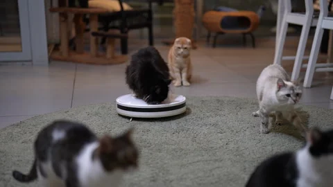 Fluffy black cat eats food from bowl on robotic vacuum cleaner, other cats watch Видео 342743202