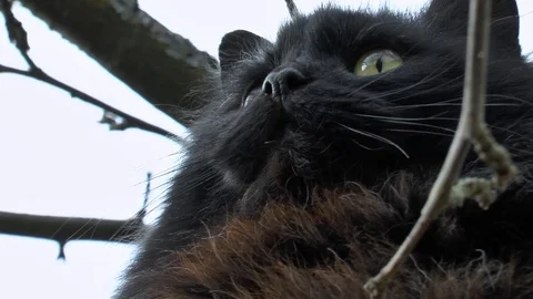 Fluffy black cat sitting in a tree. Close-up shooting Stock Footage 117425658