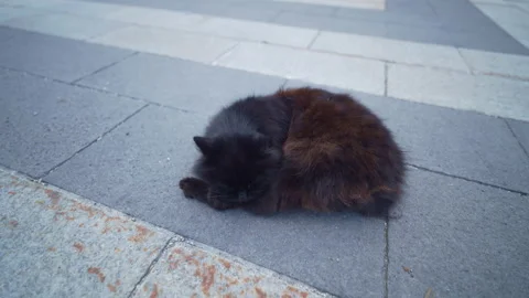 Fluffy Black Cat Sleeping on Stone Pavement in Quiet Street Stock Footage 327176734