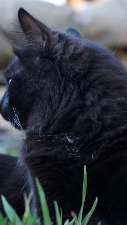 Fluffy black cat with striking green eyes sitting in the grass and attentively Stock-Footage 341283066