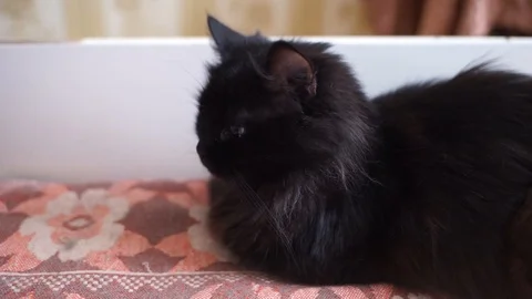 Fluffy black cat washes his face. A black domestic cat licks its fur Stock Footage 106449487