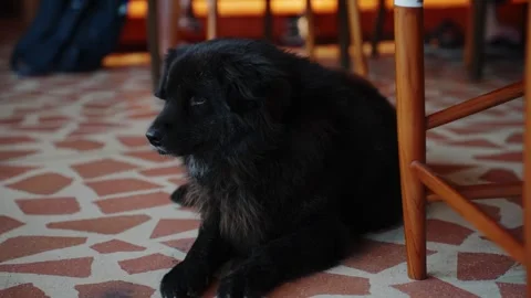 Fluffy black dog resting on a tiled floor indoors Video stock 339471872