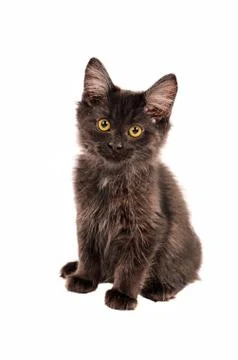 Fluffy black kitten Stock Photos