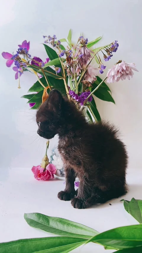 Fluffy, black kitten, studio setting, flowers, background, gorgeous kitten, Stock Footage 290799869