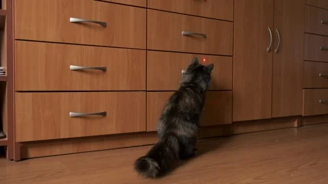 Fluffy black tortoiseshell cat chasing a red laser pointer dot on wooden fu.. Vídeo Stock 337290160
