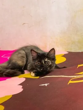 A fluffy black tortoiseshell cat lying down resting on a colorful patterned.. Stock Photos