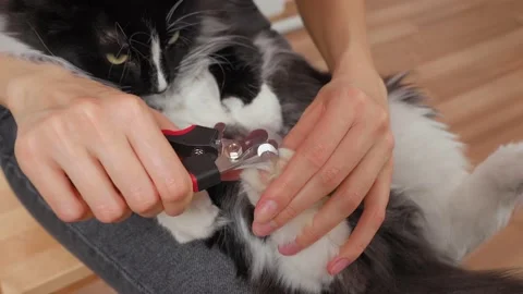 Fluffy black with white cat cut claws at home Stock Footage 152932487