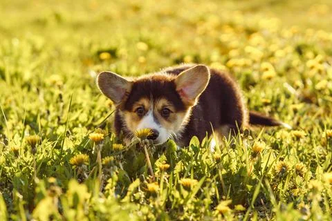 Fluffy black-white colored Corgi puppy walk on verdant lawn, hunting for ye.. Stock Photos