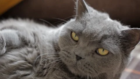 Fluffy blue British cat gets the pleasure of being stroked with a paint brush Video stock 107022043