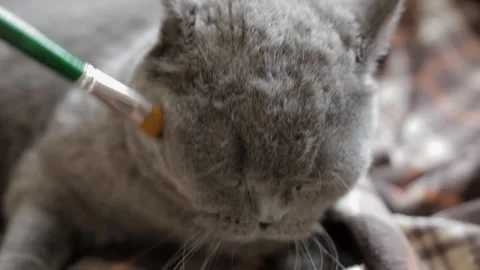 Fluffy blue British cat gets the pleasure of being stroked with a paint brush Stock Footage 107022077