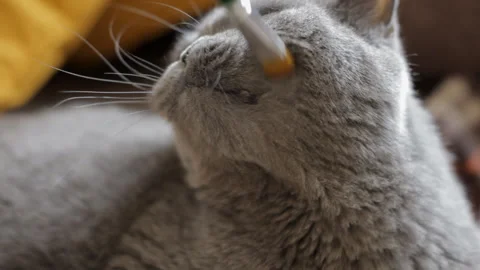 Fluffy blue British cat gets the pleasure of being stroked with a paint brush Stock Footage 107022105