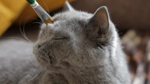Fluffy blue British cat gets the pleasure of being stroked with a paint brush Stock Footage 107022240