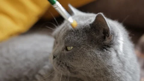 Fluffy blue British cat gets the pleasure of being stroked with a paint brush Stock Footage 107022381