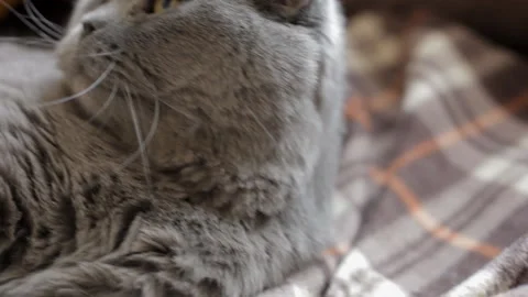 Fluffy blue British cat gets the pleasure of being stroked with a paint brush Video stock 107022596