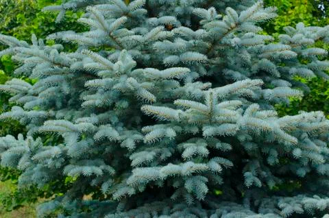 Fluffy blue christmas tree close-up. Stock Photos