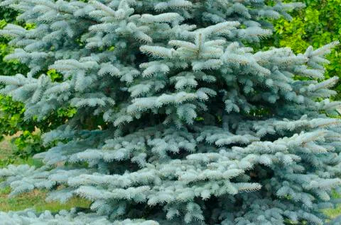 Fluffy blue christmas tree close-up. Foto stock