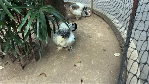 Fluffy Brahma chickens resting and preening inside a fenced enclosure. Vídeos de archivo 340569272